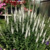 Veronica spicata 'Snow Candles' - Kassisaba 'Snow Candles' P11/0,75L